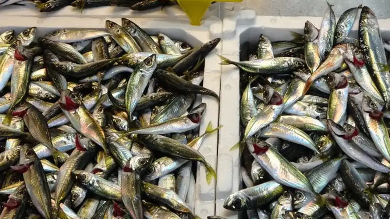 Trabzon’da bayram öncesi balık tezgahlarında hareketlilik! Büyük balığa ilgi arttı