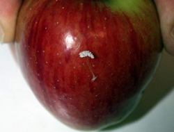 Dünyada sadece 17 kez görüldü