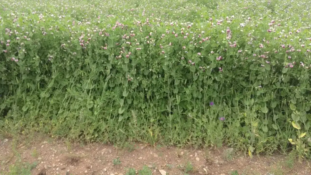 Bayburt’ta üreticiye yüzde 50 hibeli bezelye tohumu desteği