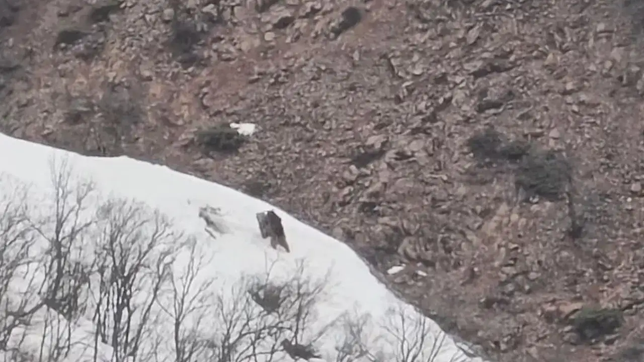 Tunceli’de doğadan dikkat çeken kare: İki ayı oyun oynadı