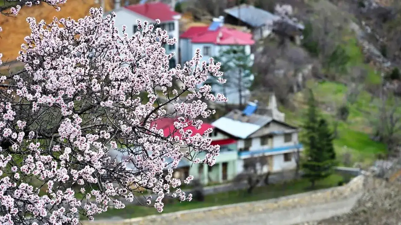 Gümüşhane’de bahar açtı, zirvelerde kış kaldı