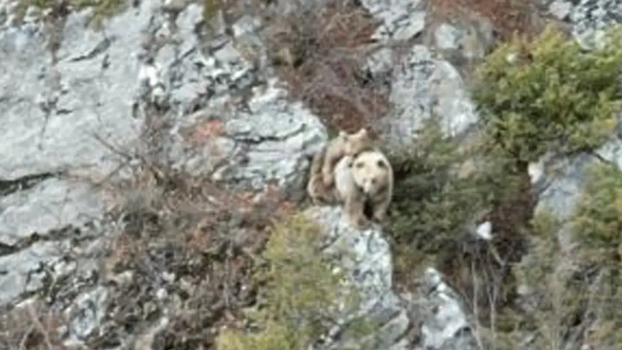 Artvin’de nadir anlar! Yavru ayı annesinin sırtında görüntülendi