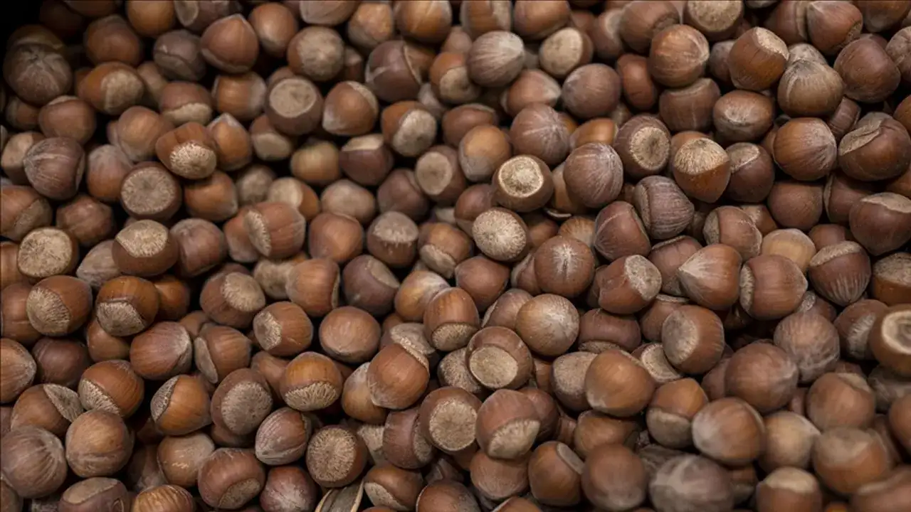 Trabzon’dan fındık için kritik çağrı: “Beklenti değil ihtiyaç”