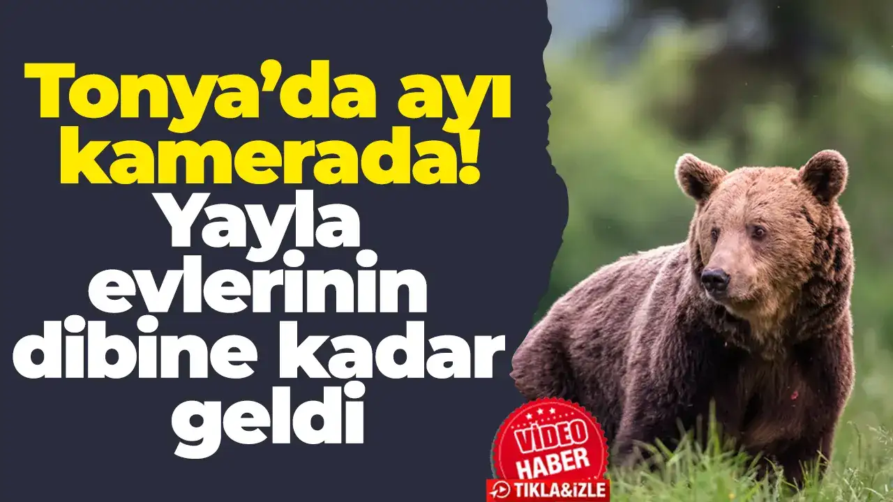 Tonya’da ayı kamerada! Yayla evlerinin dibine kadar geldi
