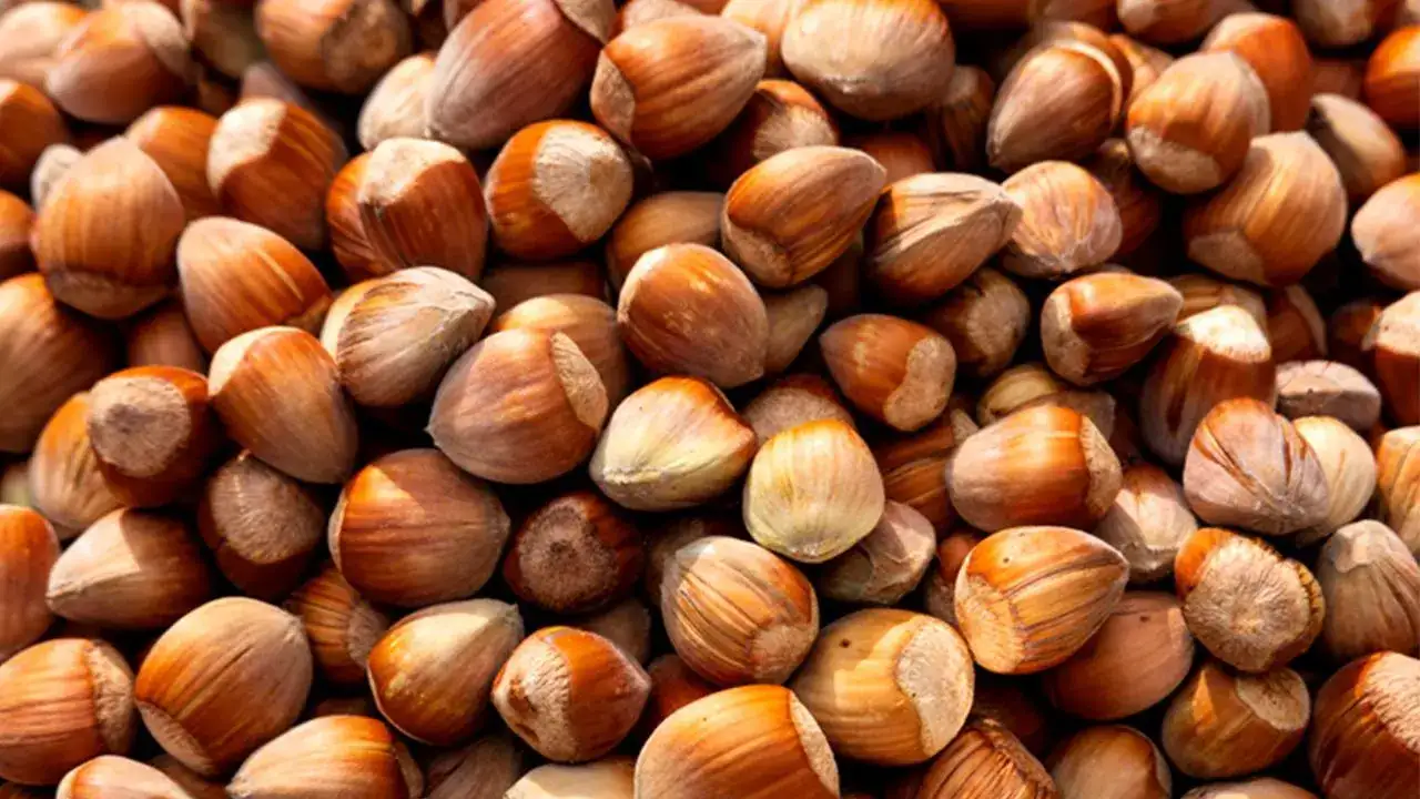 Trabzon’da fındıkta moral bozan rakamlar