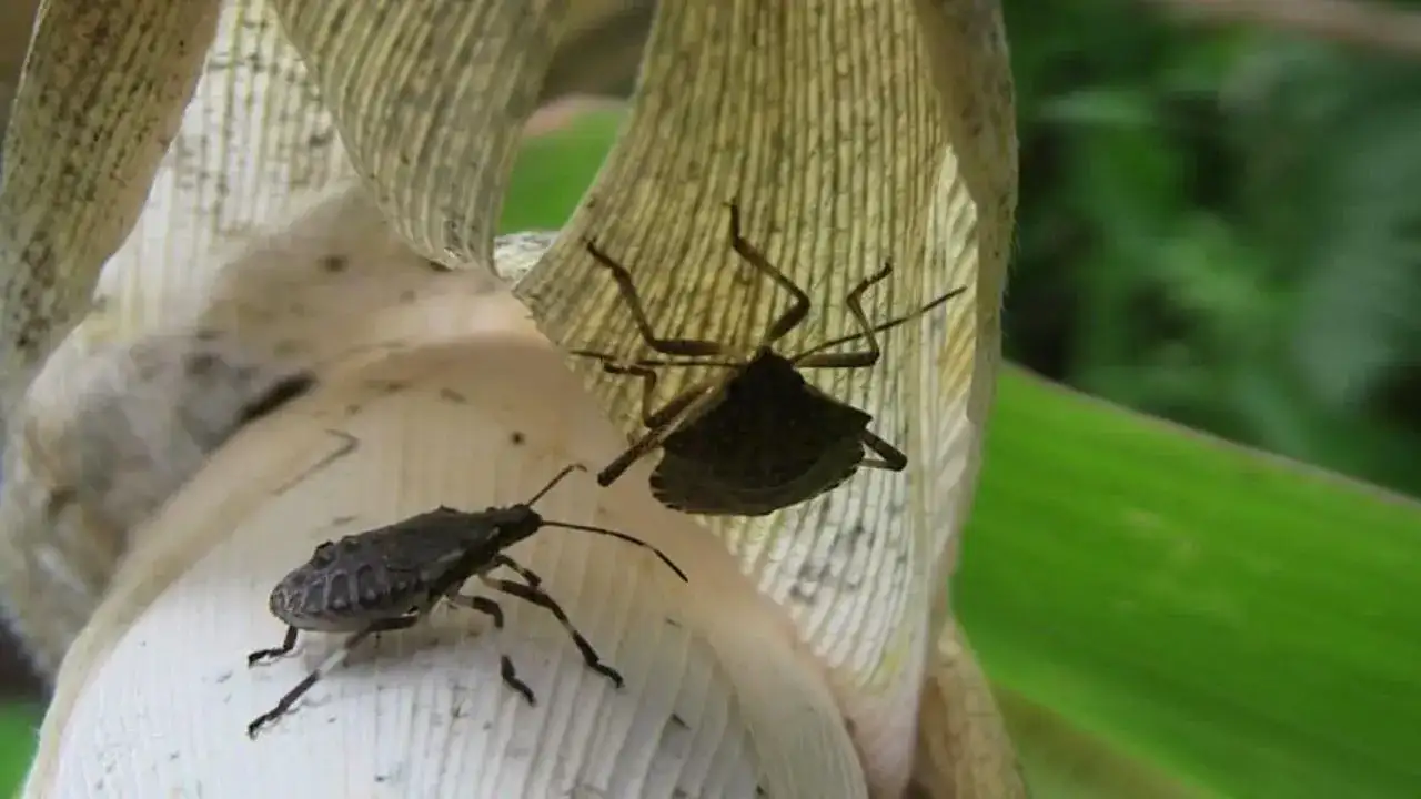 Trabzon’da kokarca alarmı: 100 bin hanede ilaçlama hedefi