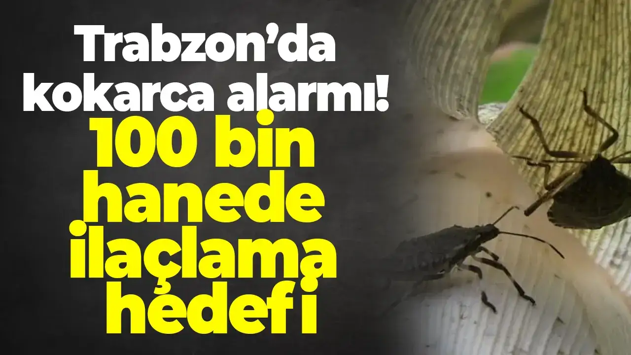 Trabzon’da kokarca alarmı: 100 bin hanede ilaçlama hedefi