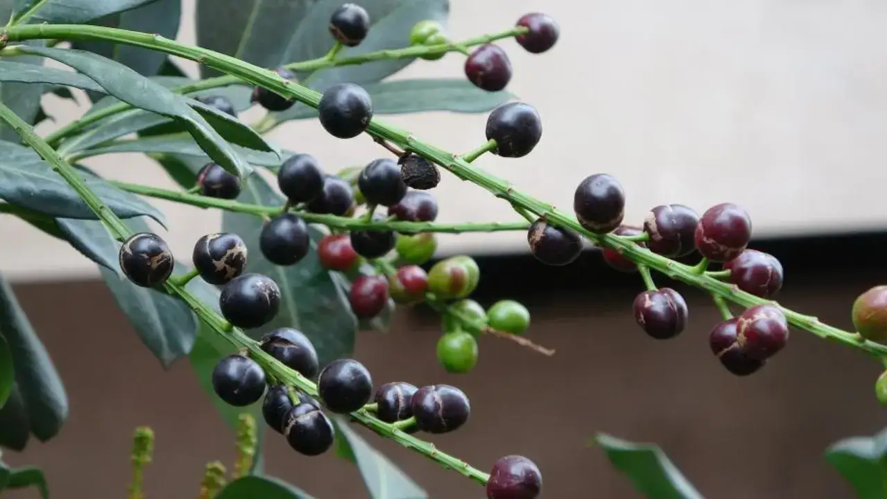 Ordu’da şaşırtan doğa olayı! Karayemiş 3 ay erken meyve verdi