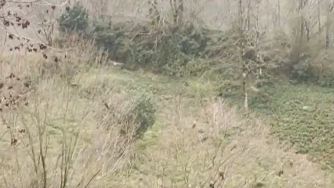 Rize’de gökyüzünde şahin sürüsü kamerada