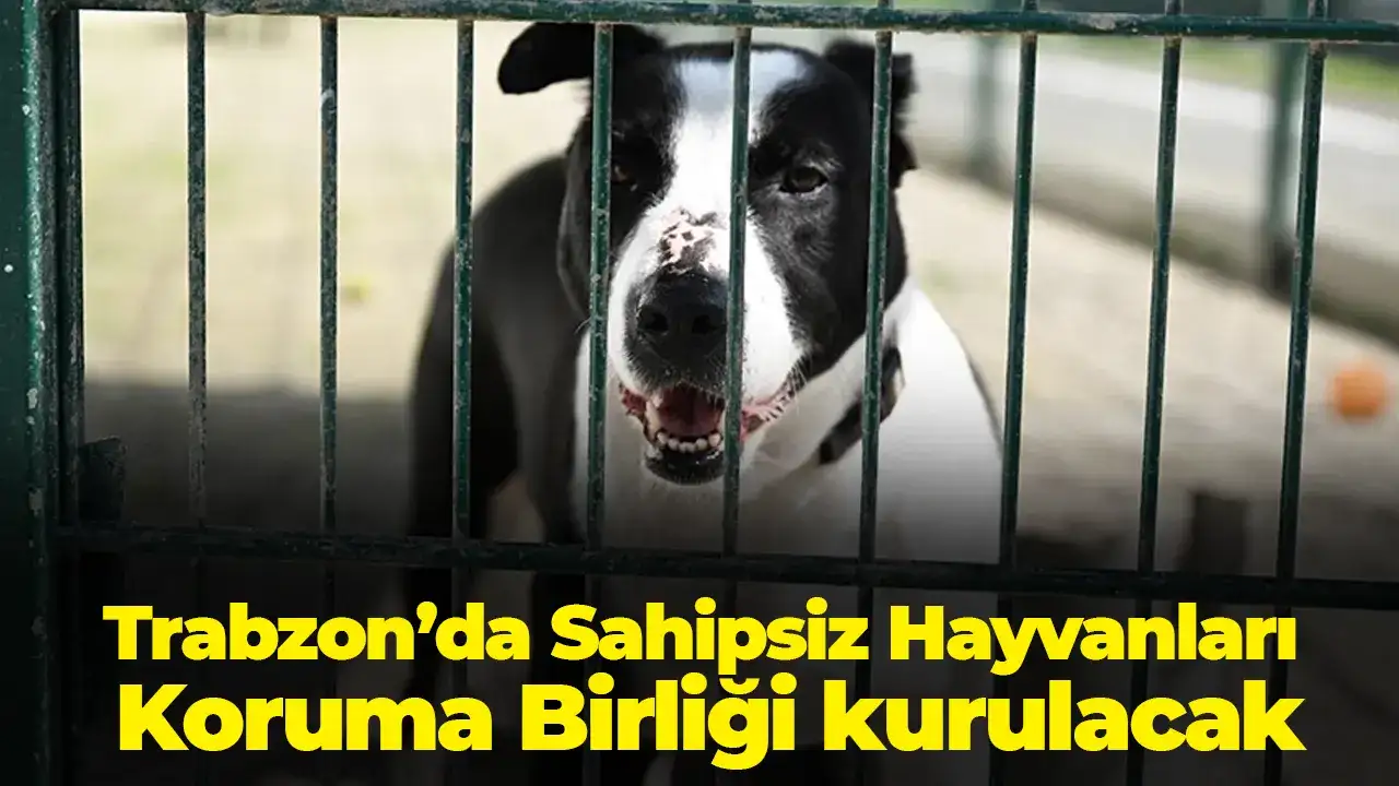 Trabzon’da Sahipsiz Hayvanları Koruma Birliği kurulacak