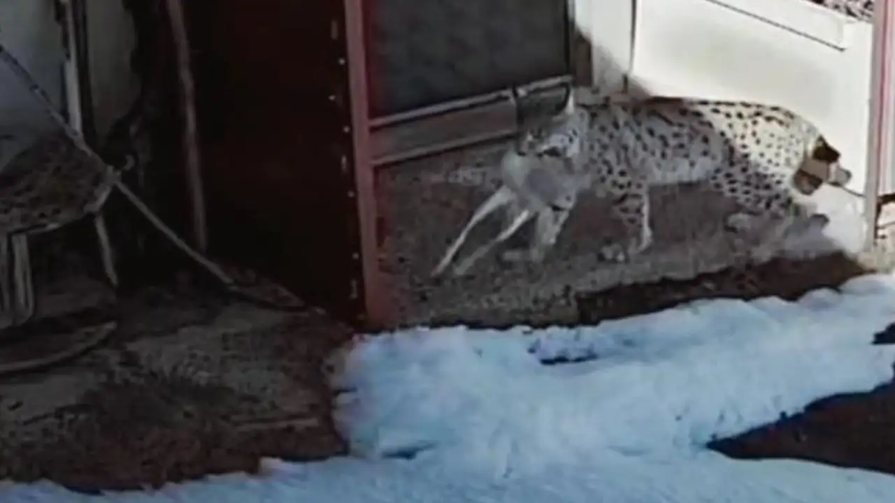 Bayburt’ta vaşak avı kamerada: Tavşanı böyle yakaladı