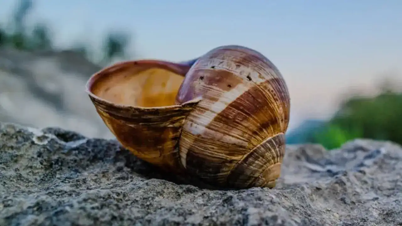 Trabzon’da üreticiler tedirgin: Bahçelerin yeni düşmanı için açıklama geldi