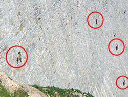 Bütün dertleri tuz yalamak!