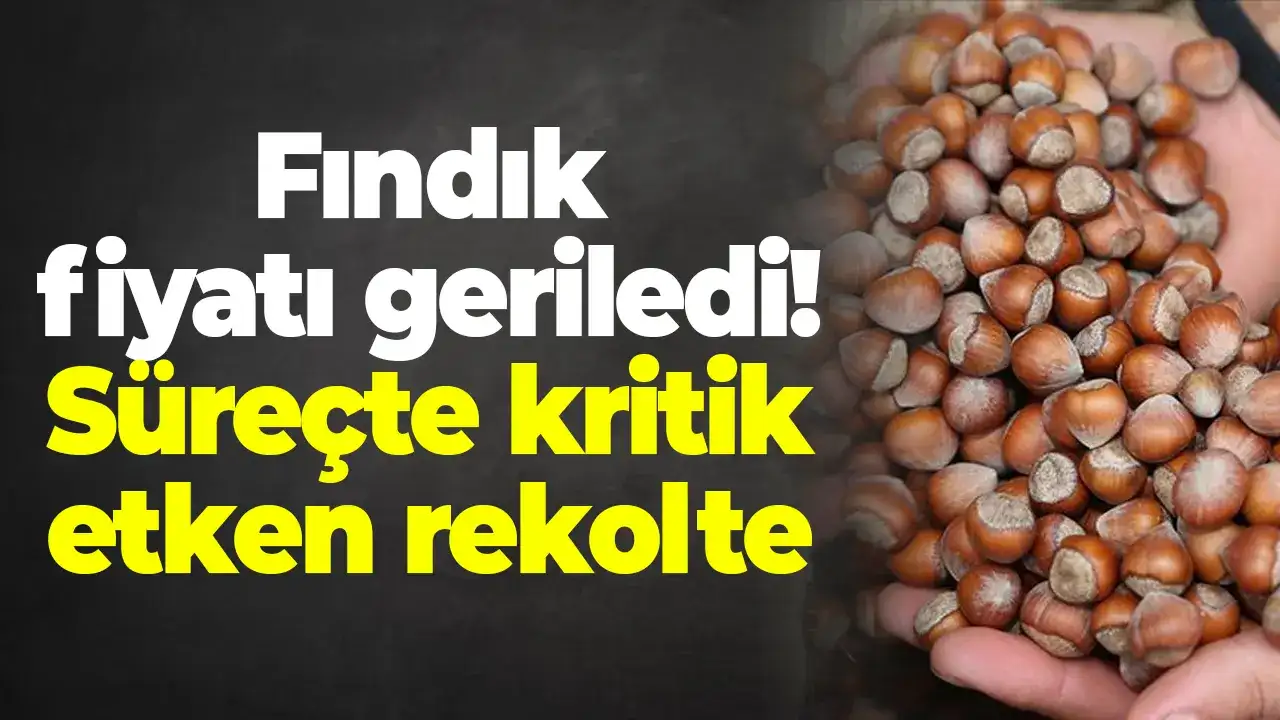 Fındık fiyatı geriledi: Süreçte kritik etken rekolte