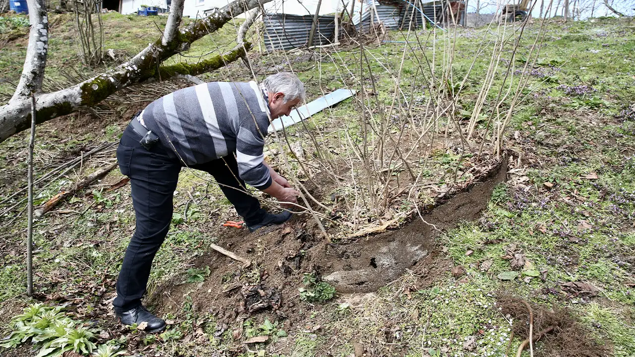 Giresun’da 1 yılda 3 bin sertifikalı fındık fidanı üretildi