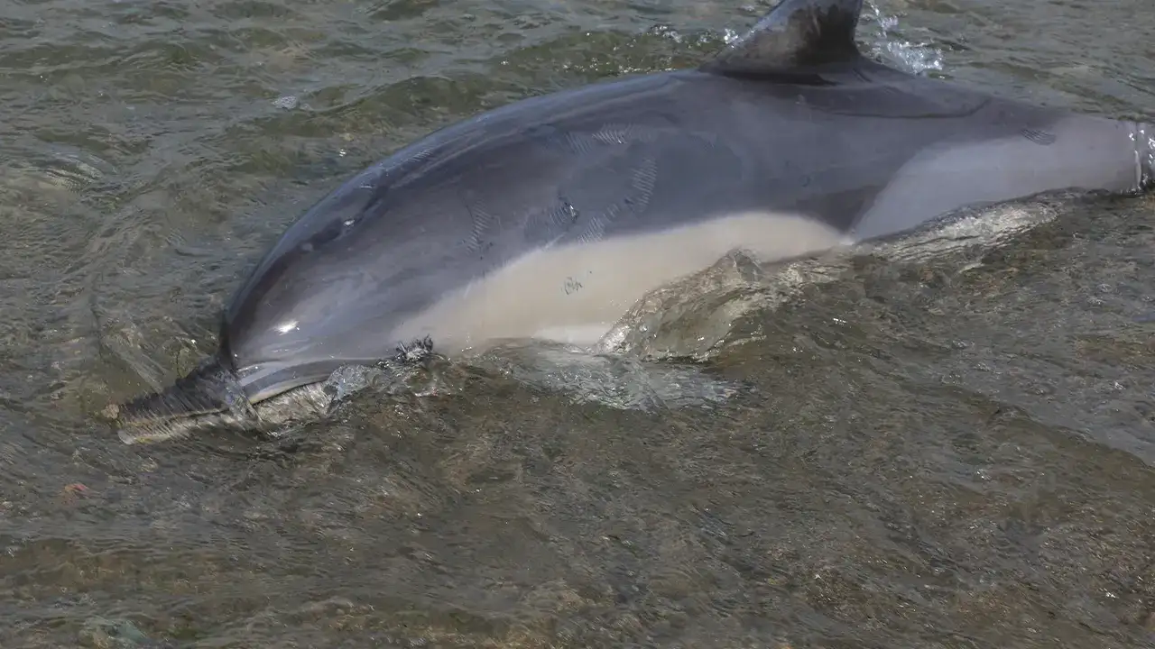 Trabzon Sürmene sahilinde ölü yunus bulundu, inceleme başlatıldı