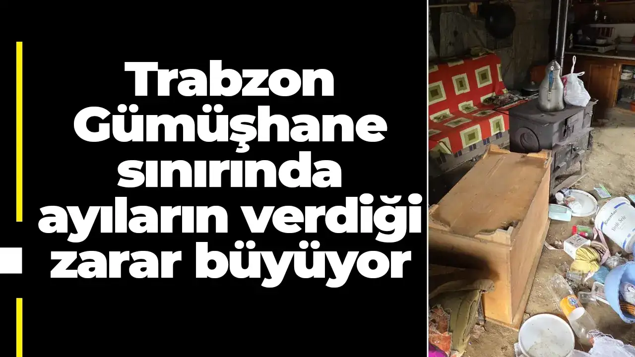 Trabzon-Gümüşhane sınırında ayıların verdiği zarar büyüyor