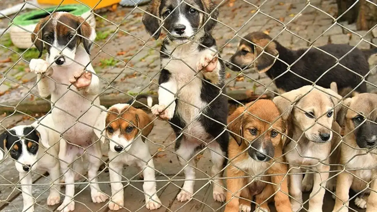 Trabzon’da sahipsiz hayvanlar için birlik meclisi kuruluyor