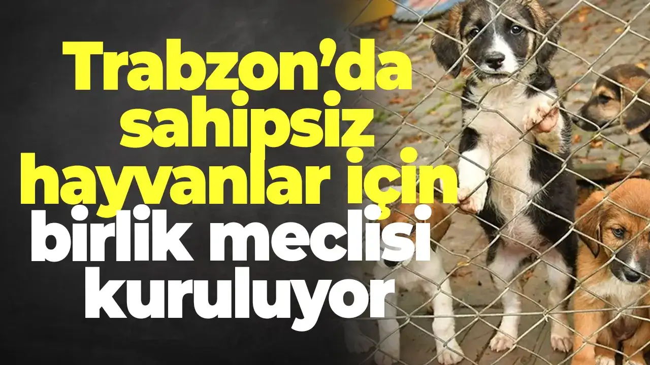 Trabzon’da sahipsiz hayvanlar için birlik meclisi kuruluyor