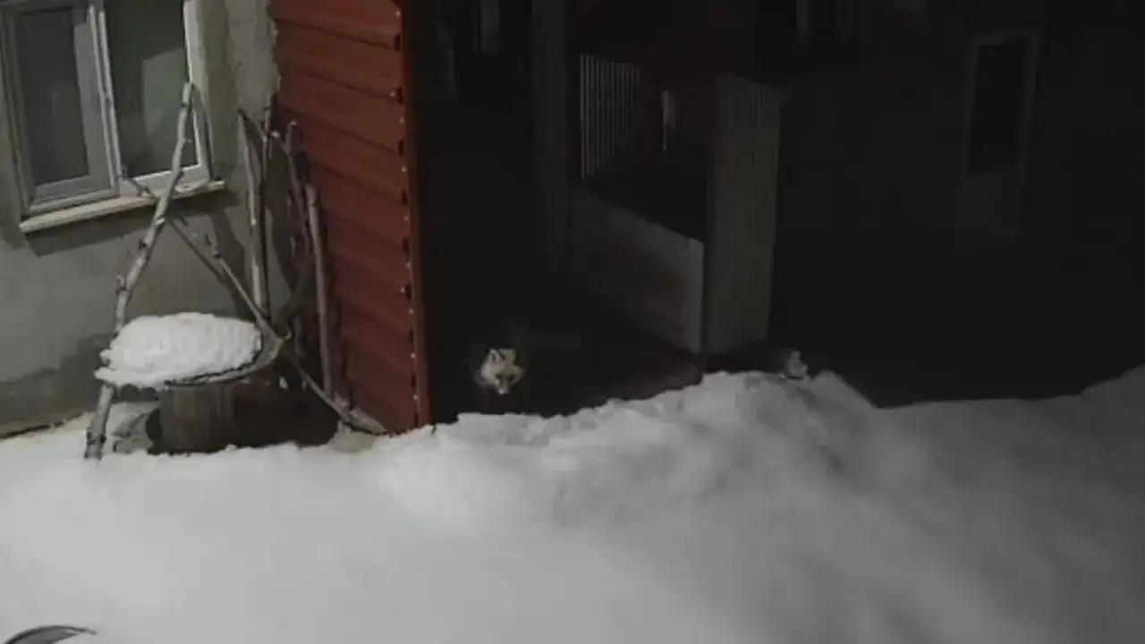 Bayburt’ta tilkinin tavşan avı kameraya yansıdı