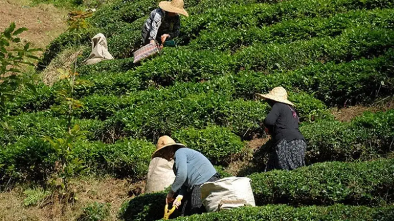 ÇAYKUR’da 2026 sürprizi: İş bekleyenleri üzen haber