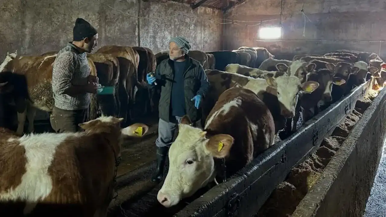 Bayburt Aydıntepe’de şap aşılama kampanyası tamamlandı