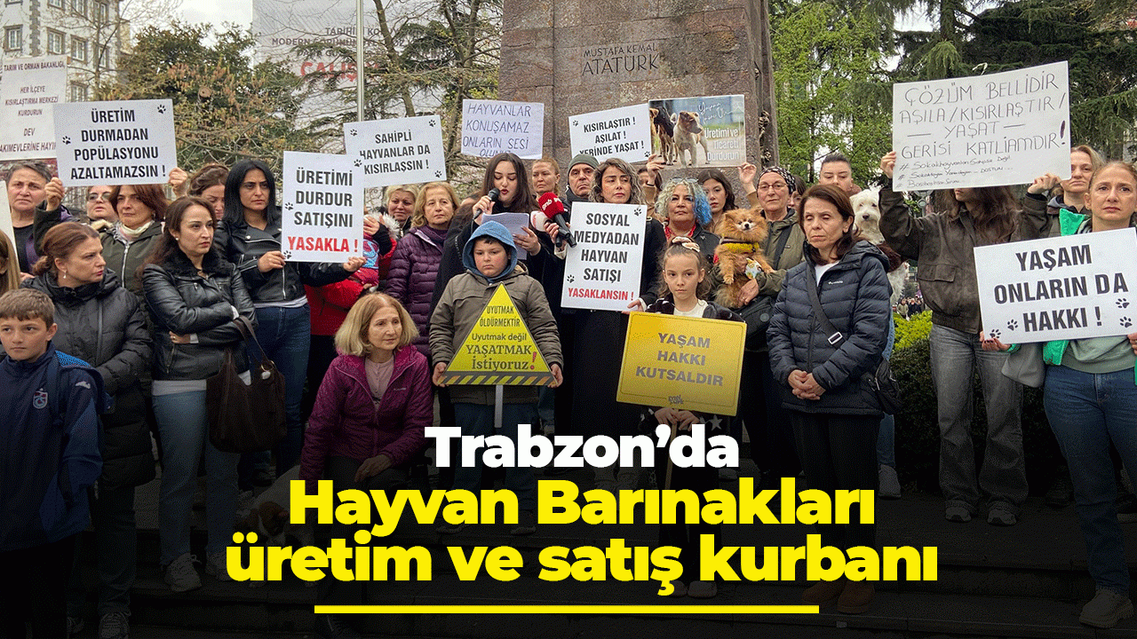 Trabzon'da barınaklar kısır döngünün kurbanı!