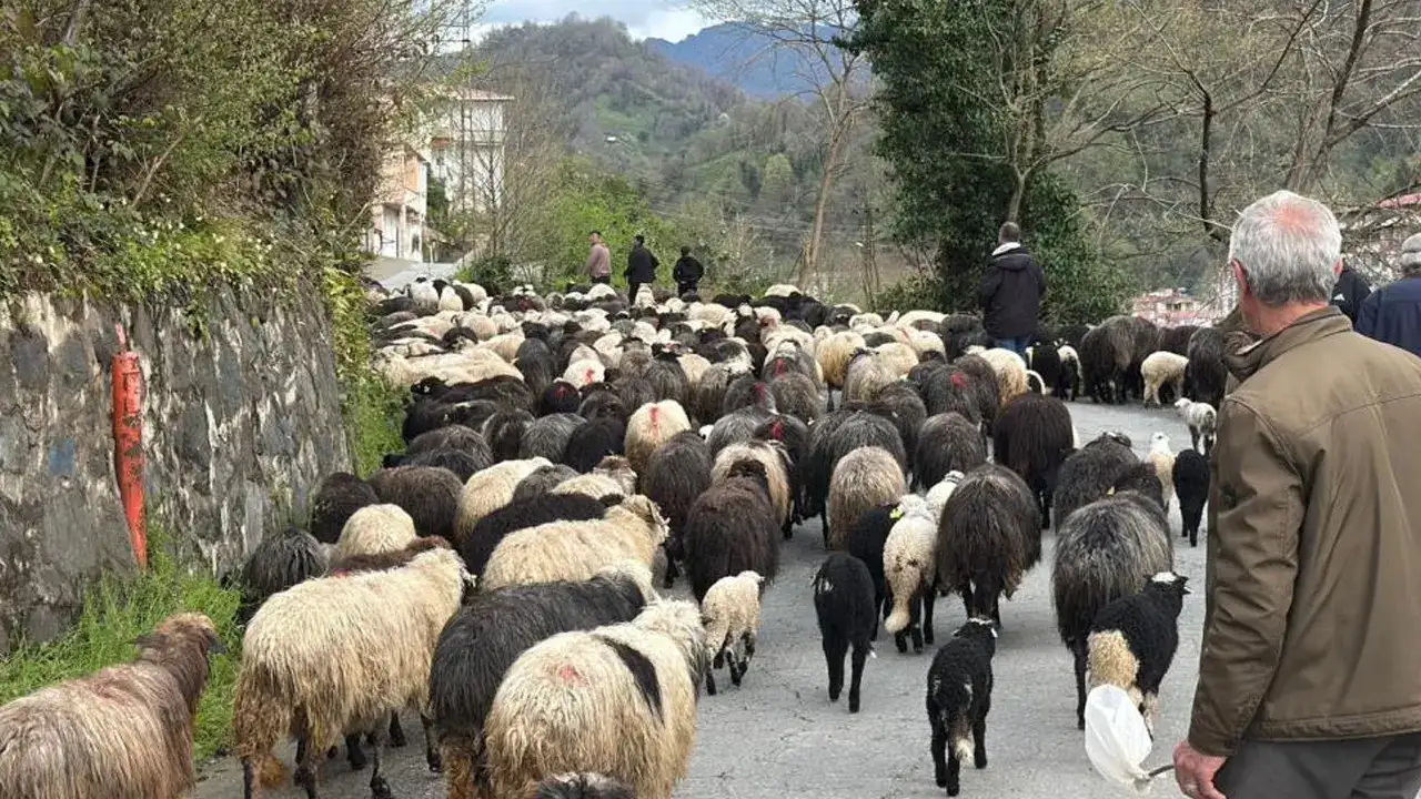 Artvin’de 2 ay sürecek yayla yolculuğu başladı