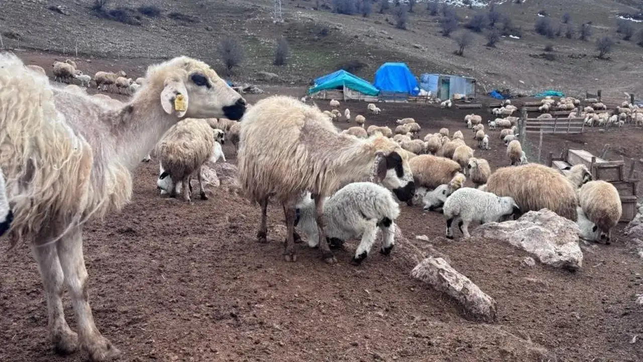 Bayburt’ta küçükbaş destek projesi başvuruları başladı