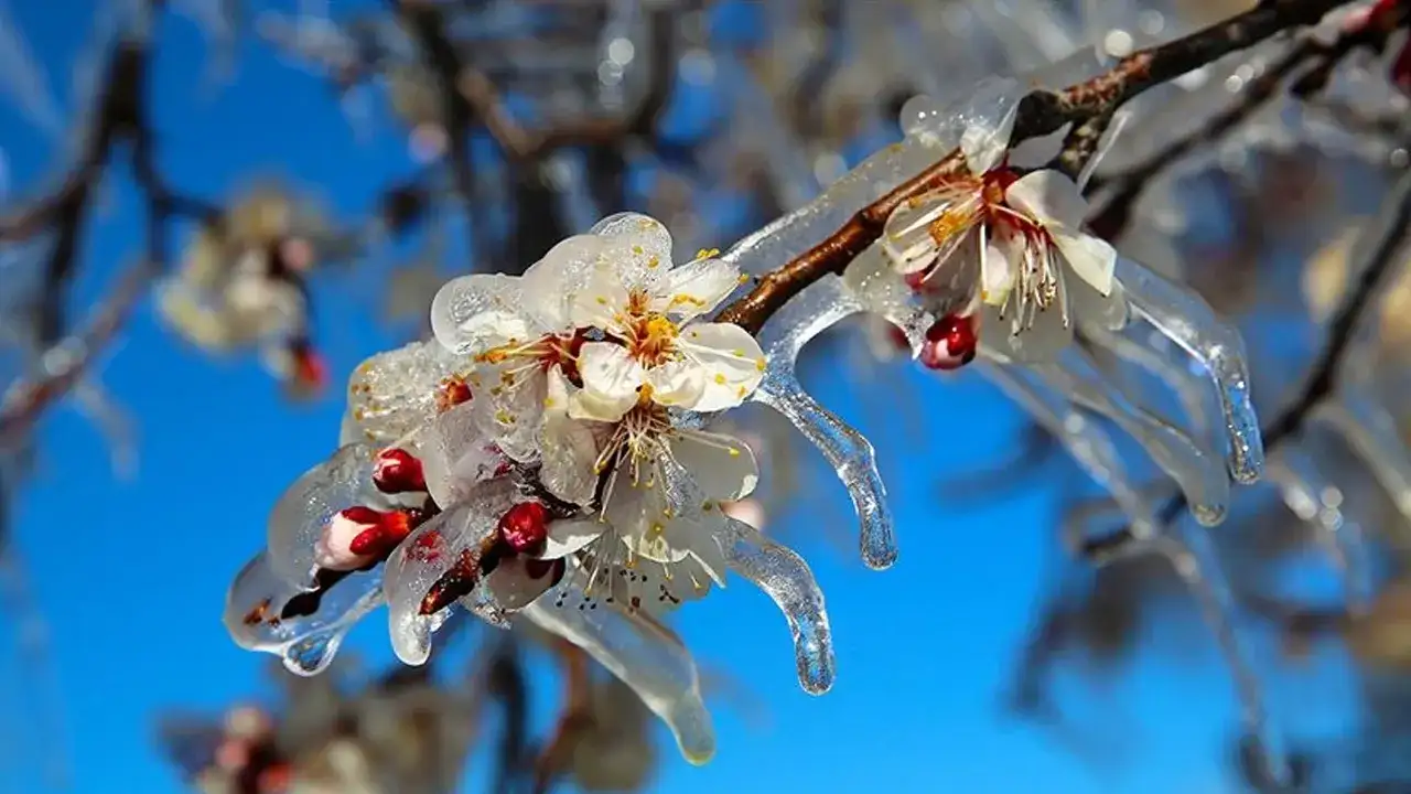 Trabzon için kritik uyarı: Zirai don etkili olacak