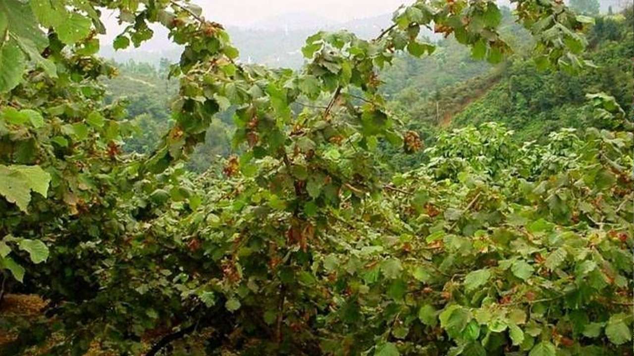 Arazi kavgası kanlı bitti: 70 yaşındaki adam hayatını kaybetti