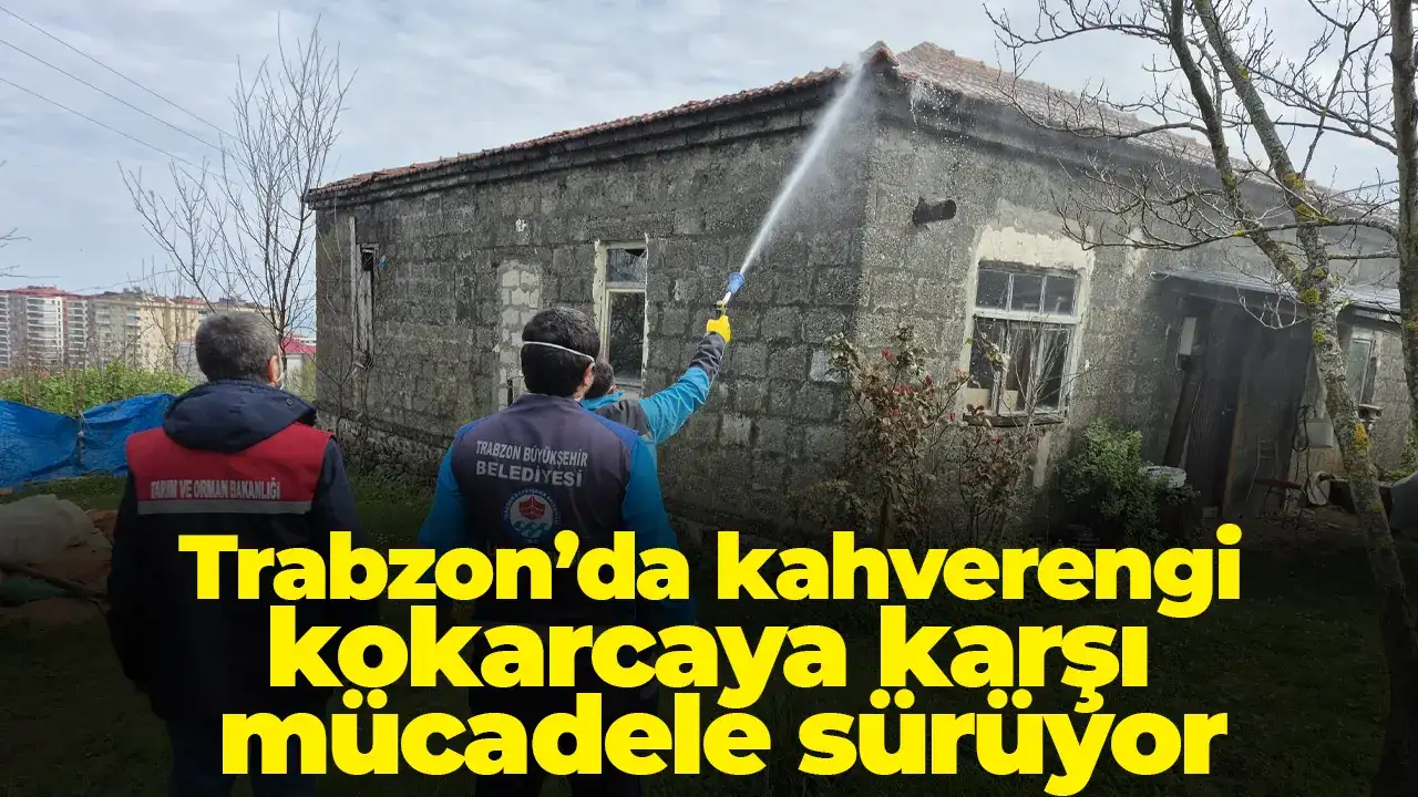 Trabzon’da kahverengi kokarcaya karşı mücadele sürüyor
