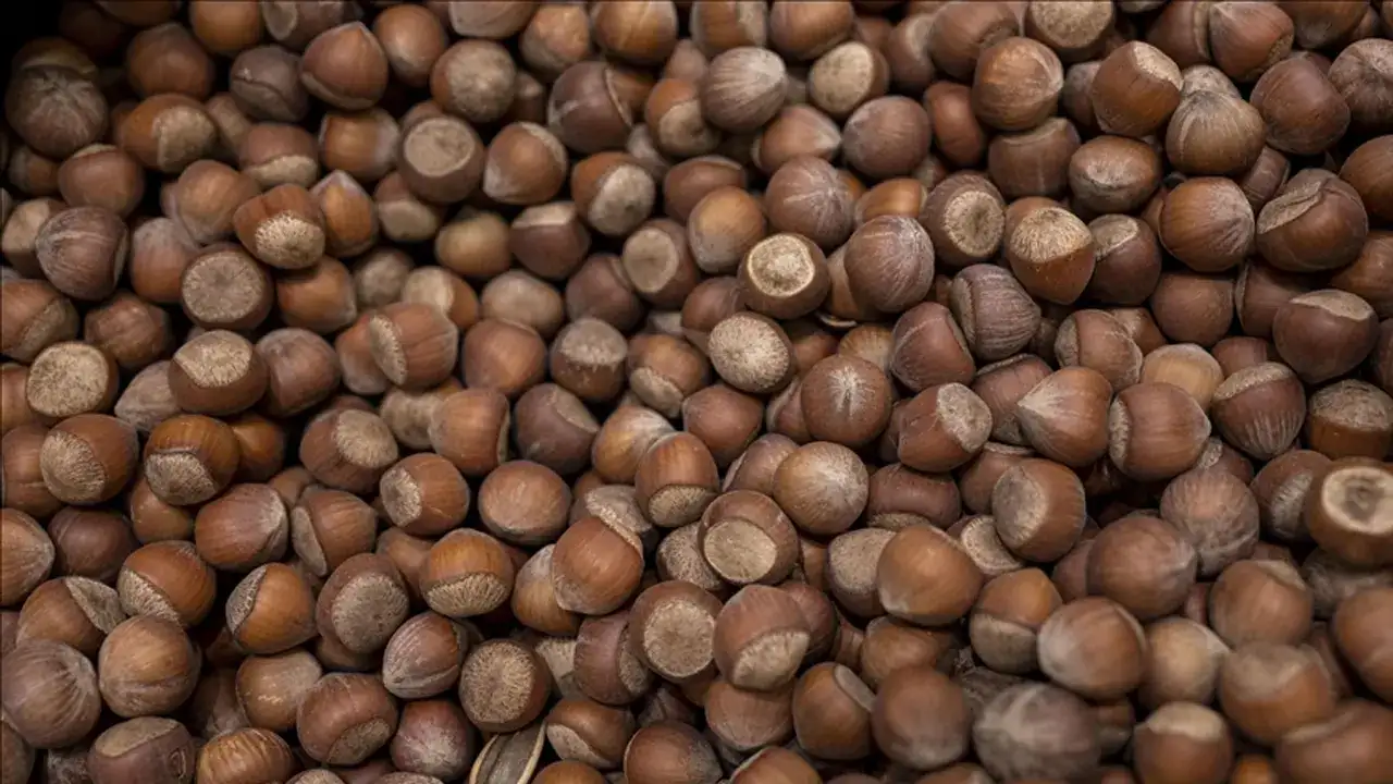 Türkiye’den 47 bin ton fındık ihracatı: 658 milyon dolar gelir