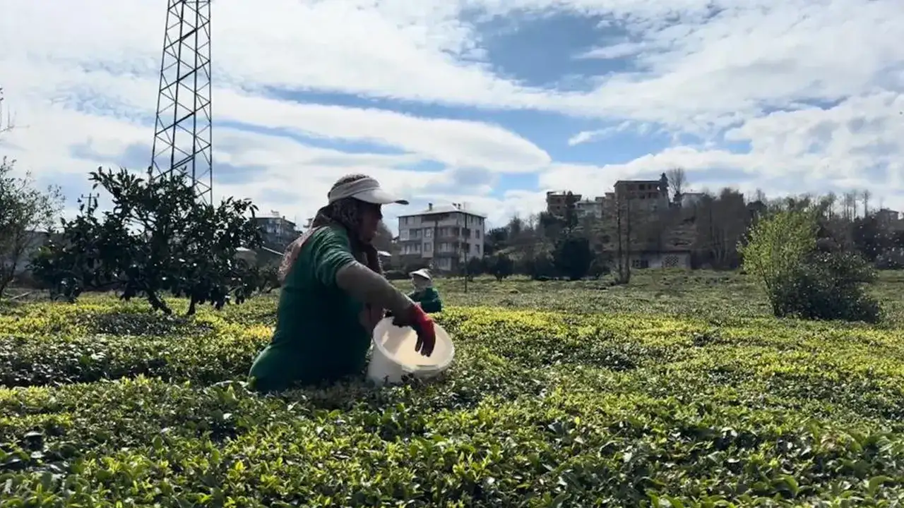 Çay üreticileri yeni sezon için hazırlıklarını tamamladı