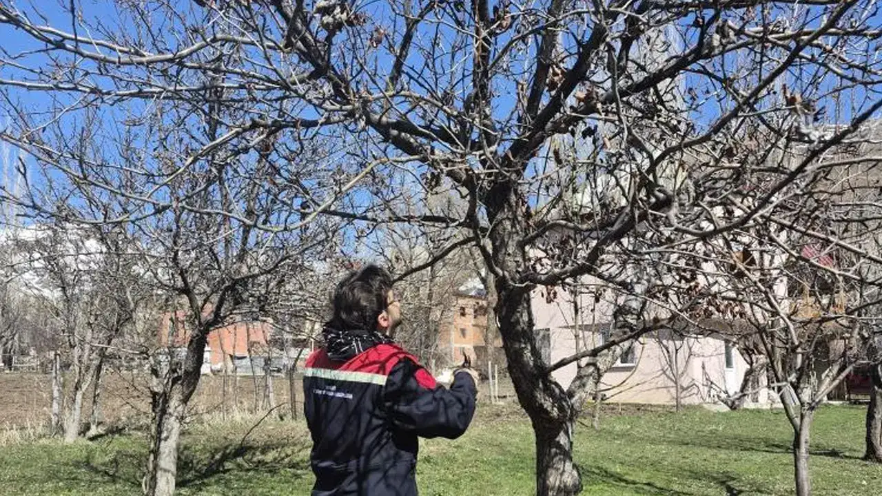Aydıntepe’de meyve bahçelerinde budama çalışması