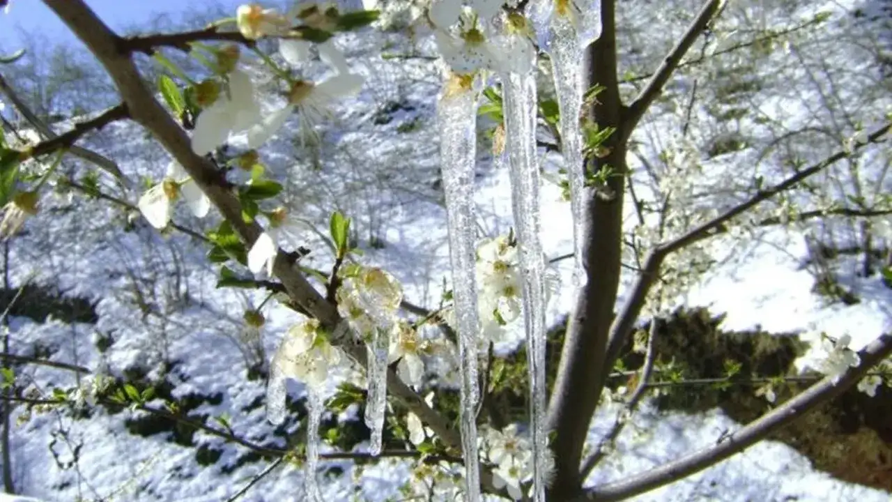 Bayburt’ta 4 gün zirai don uyarısı: Üreticilere kritik çağrı