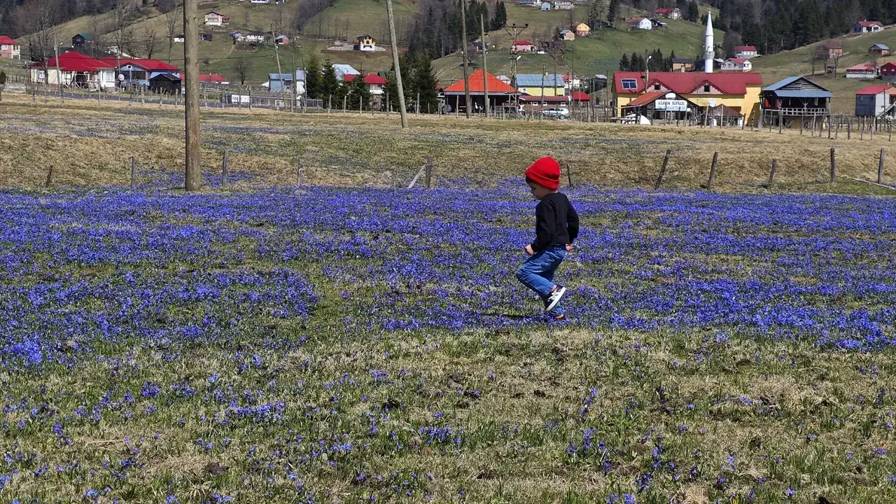 Kadıralak Yaylası’nda “mavi yıldız” çiçekleri açtı
