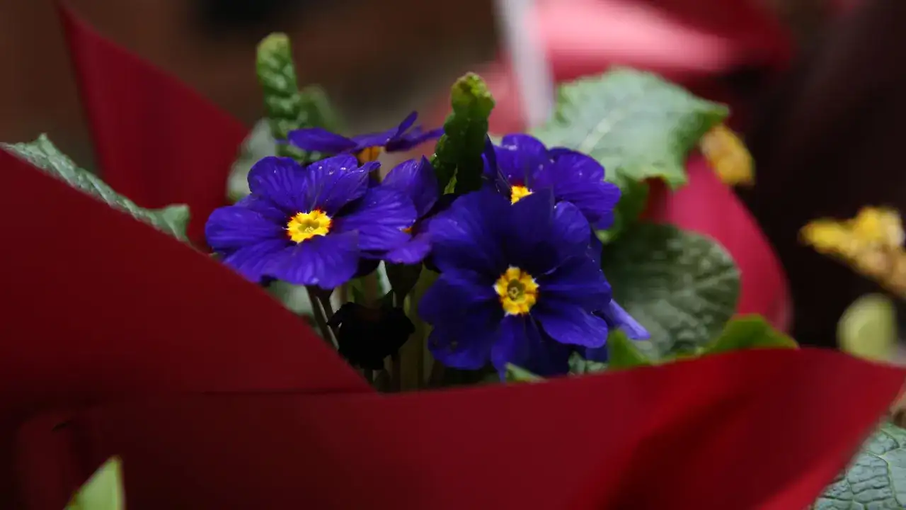 Rize’de “Süs Bitkileri Zirvesi” başladı