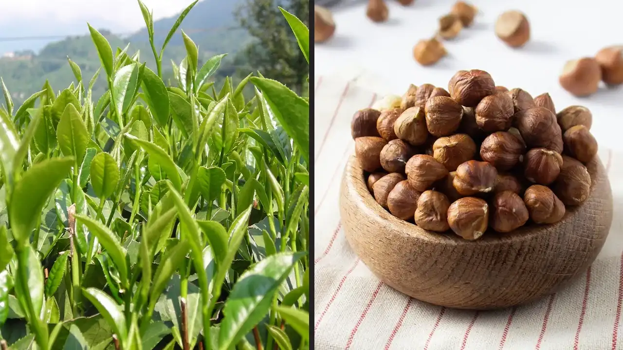 Trabzon Meclisi’nde çay ve fındık fiyatı gündemi