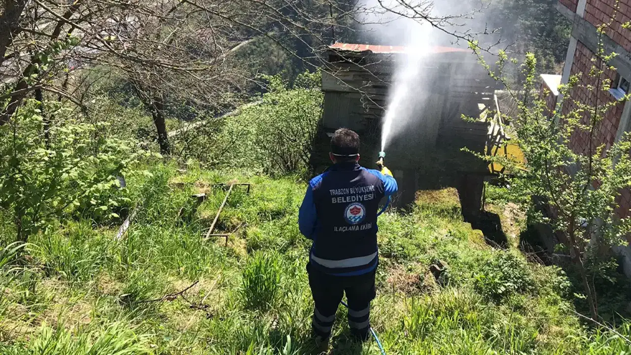 Trabzon’da kokarcayla mücadeleye Büyükşehir’den destek