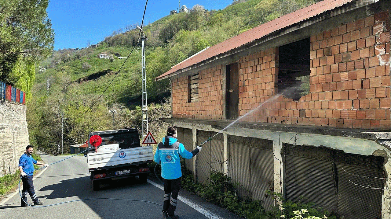 Trabzon'da kokarca ile mücadele sürüyor