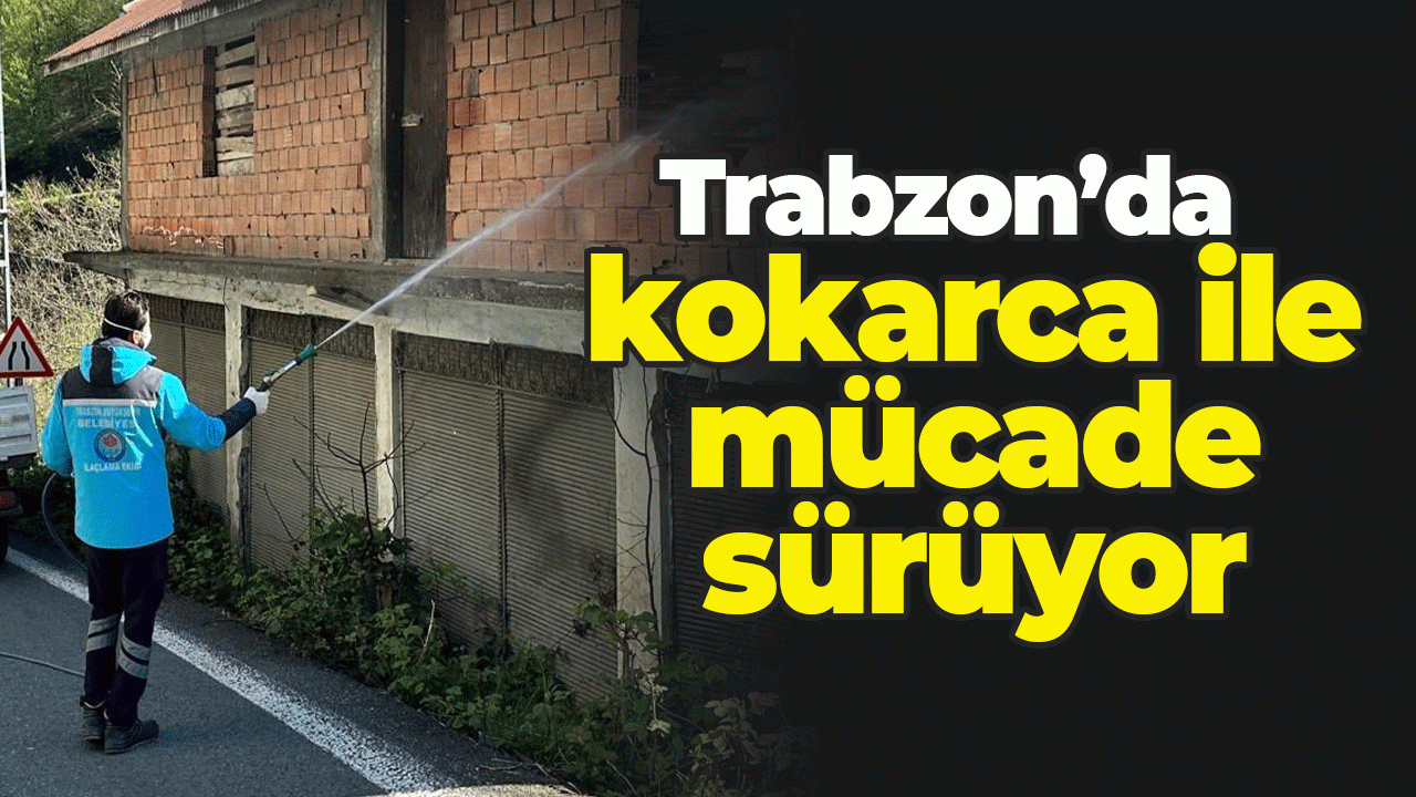Trabzon'da kokarca ile mücadele sürüyor