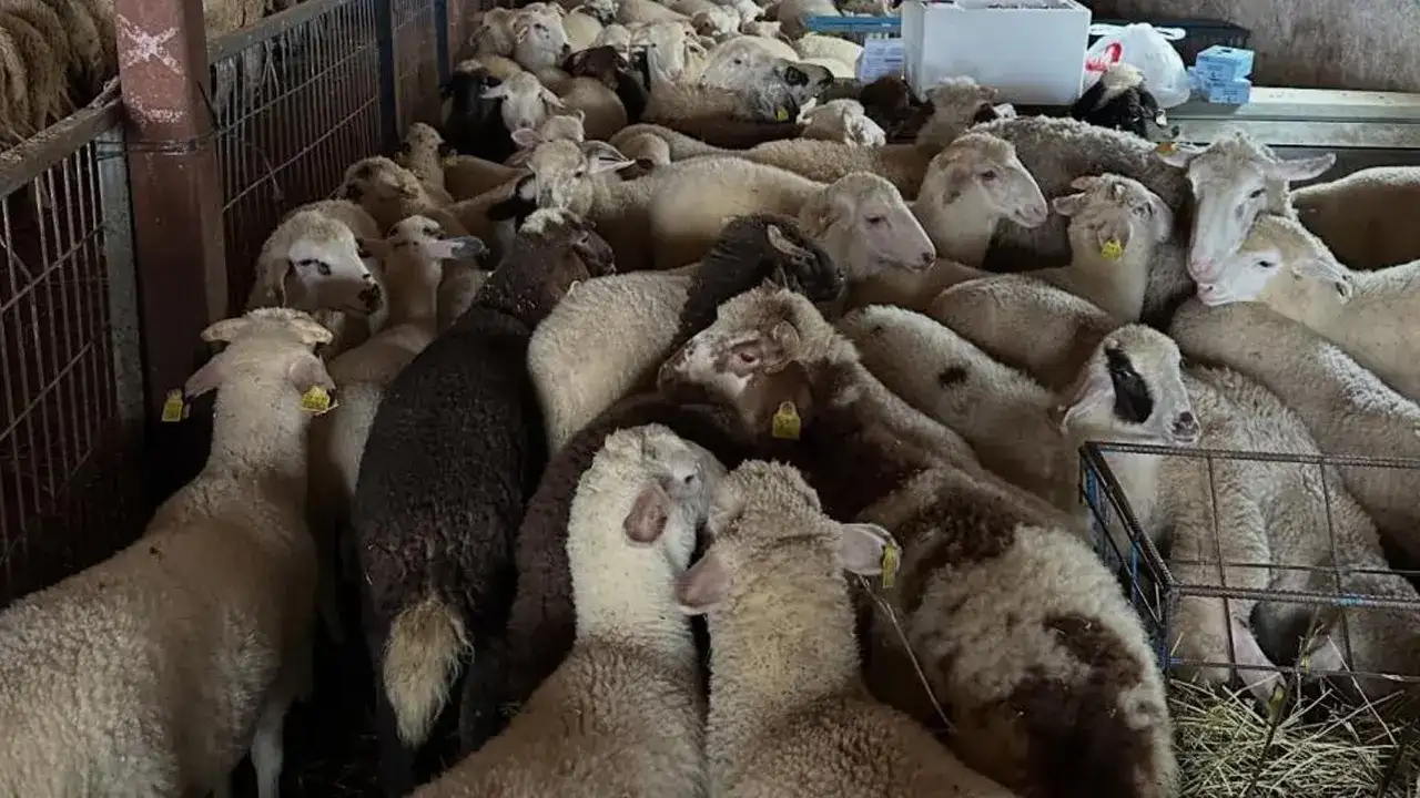 Bayburt’ta şap hastalığına karşı saha çalışması: 8 köyde numune alındı