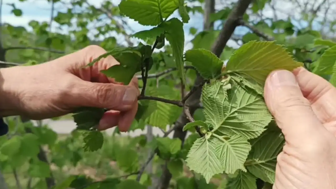 Giresun’da fındıkta rekolte umut veriyor: Kokarca endişesi sürüyor