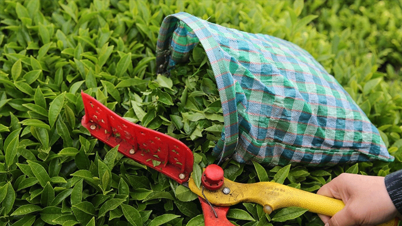 Türk çayı ihracatı yılın ilk çeyreğinde 34,8 milyon doları aştı