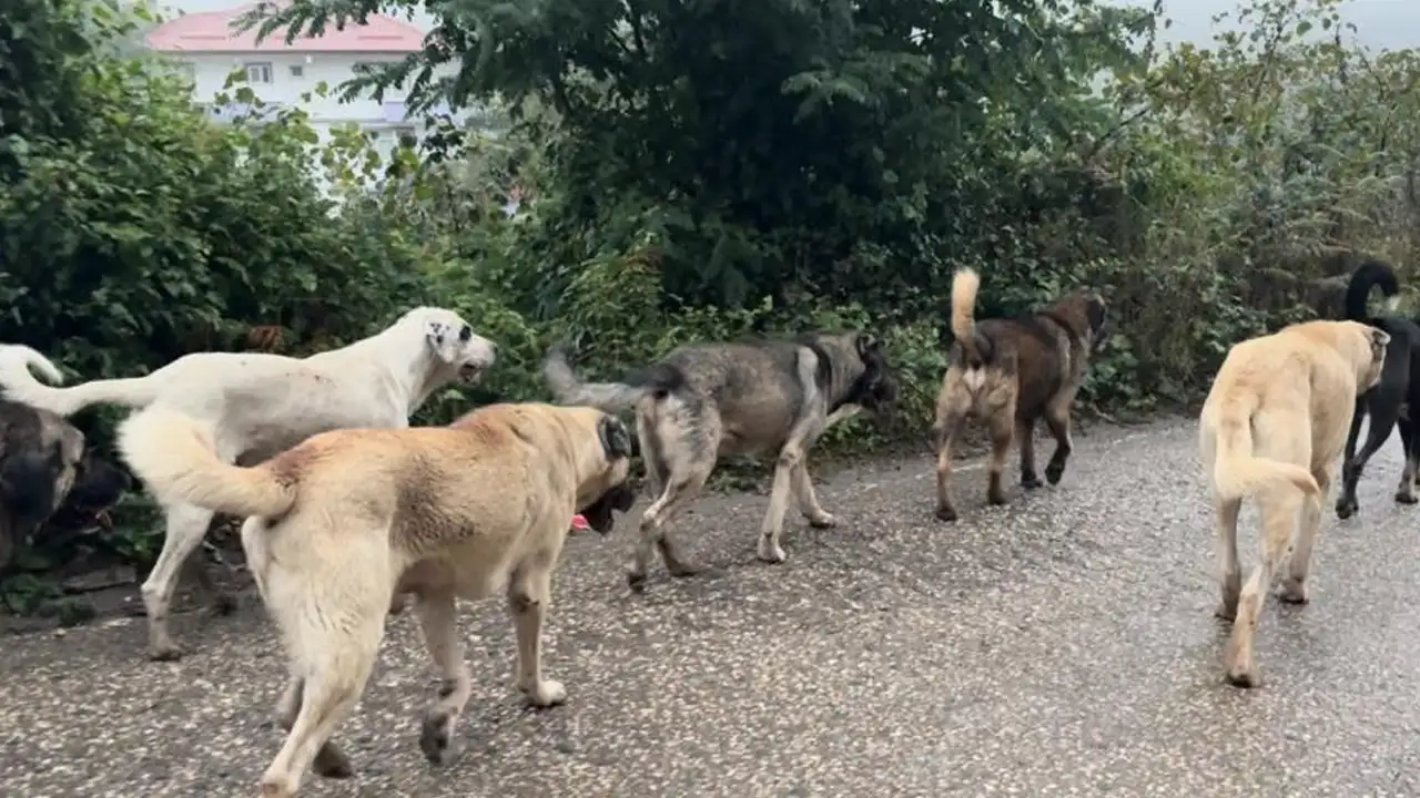 Ordu'da başıboş köpek sorunu: Vatandaş kalıcı çözüm istiyor