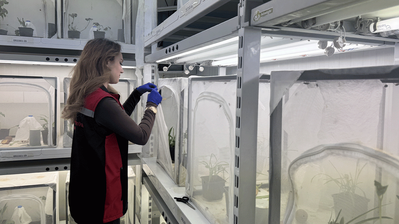 Doğu Karadeniz'de laboratuvarda üretiliyor: Doğaya salınacak