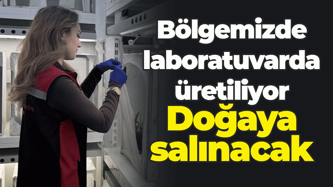 Doğu Karadeniz'de laboratuvarda üretiliyor: Doğaya salınacak