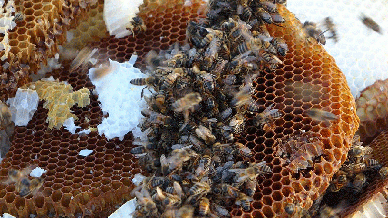 Türk balı yılın ilk çeyreğinde 31 ülkede alıcı buldu