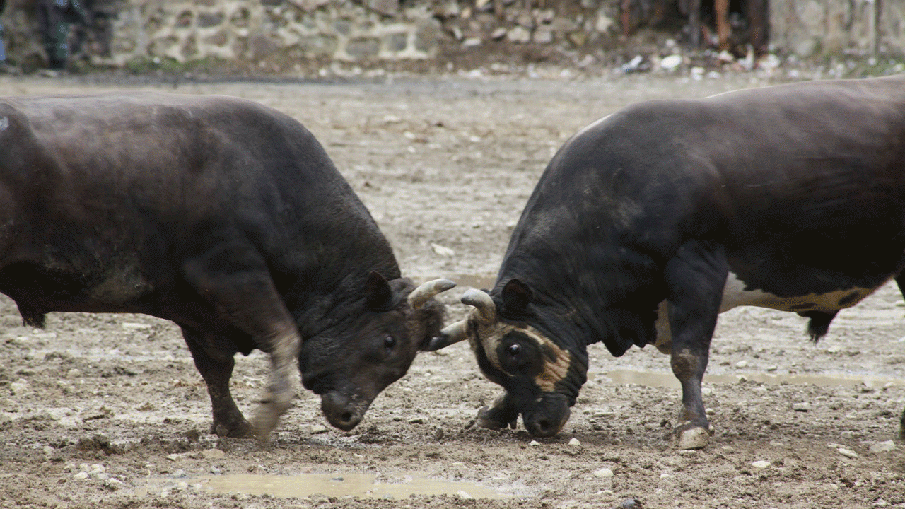 Artvin'de boğa güreşleri sezonu Sarıgöl'de açıldı